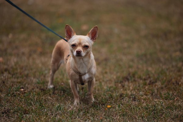 Le combi-pyjama : la meilleure tenue pour une bonne nuit de sommeil