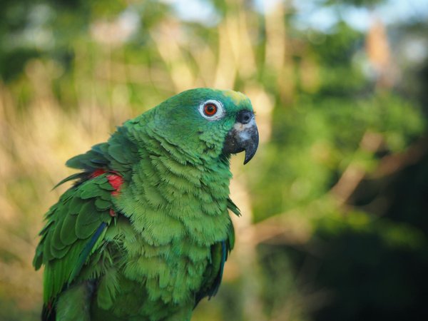 Prévention des parasites chez les chiens : ticks puces et vers