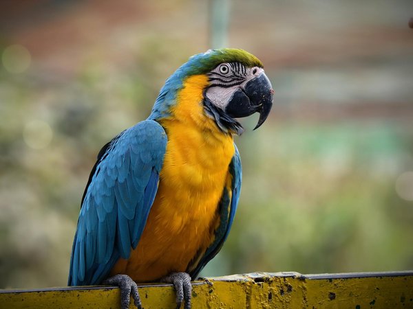 Pourquoi et comment prendre soin des yeux de votre chien