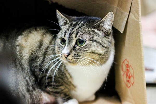 Premiers secours pour les chats : comment traiter les brûlures